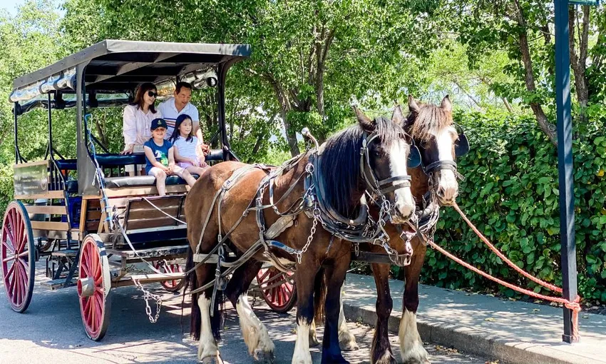 Horse Drawn Carriage Vineyard Ride - 45 Minutes | Experience Oz