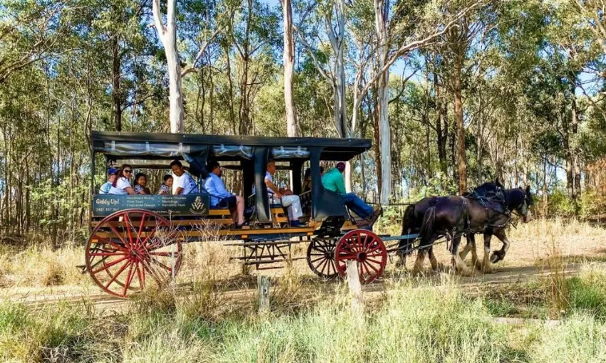 Horse Drawn Carriage Vineyard Ride - 45 Minutes | Experience Oz