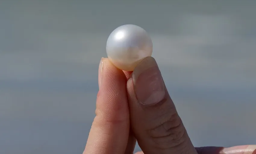 Live Pearl Harvest in Broome Showroom - Book Now | Experience Oz