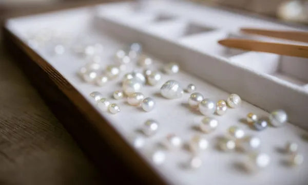 Live Pearl Harvest in the Broome Showroom