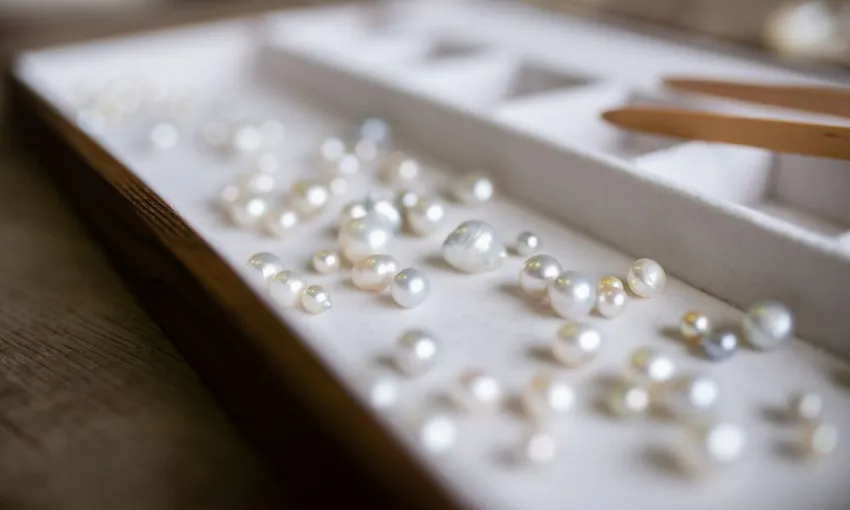 Live Pearl Harvest in Broome Showroom - Book Now | Experience Oz