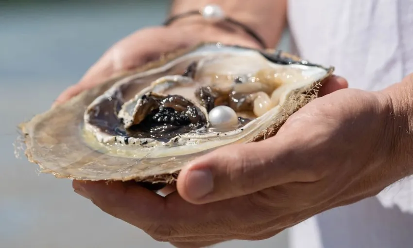 Cygnet Bay Pearl Farm Discovery Tour - Book Now | Experience Oz