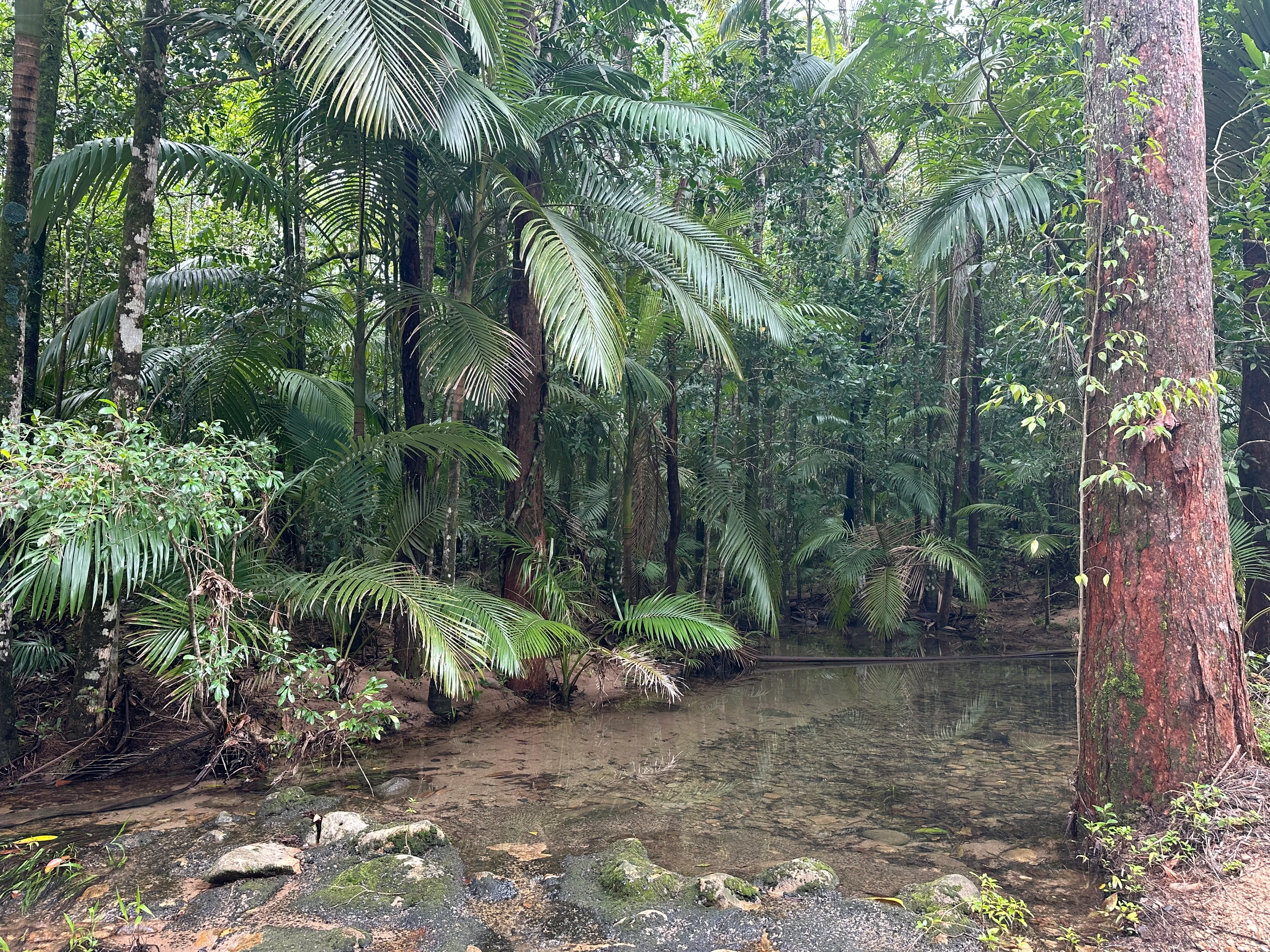 Finch Hatton Gorge Guided Hiking Tour from Mackay | Experience Oz-7