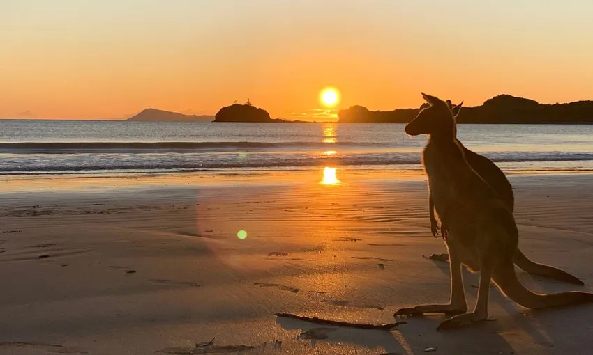 Cape Hillsborough Beach Sunrise with the Wallabies | Experience Oz