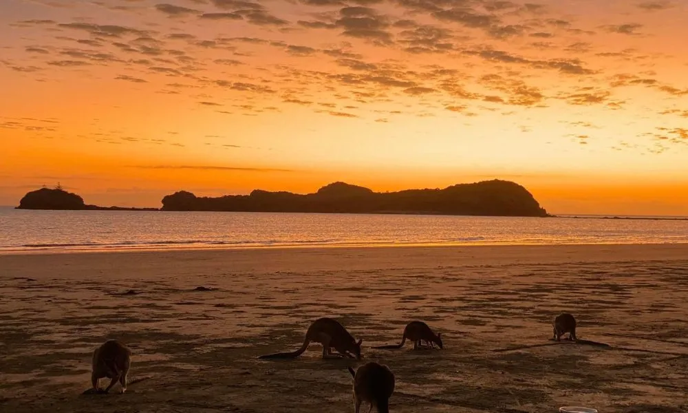 Cape Hillsborough Beach Sunrise with the Wallabies | Experience Oz-2