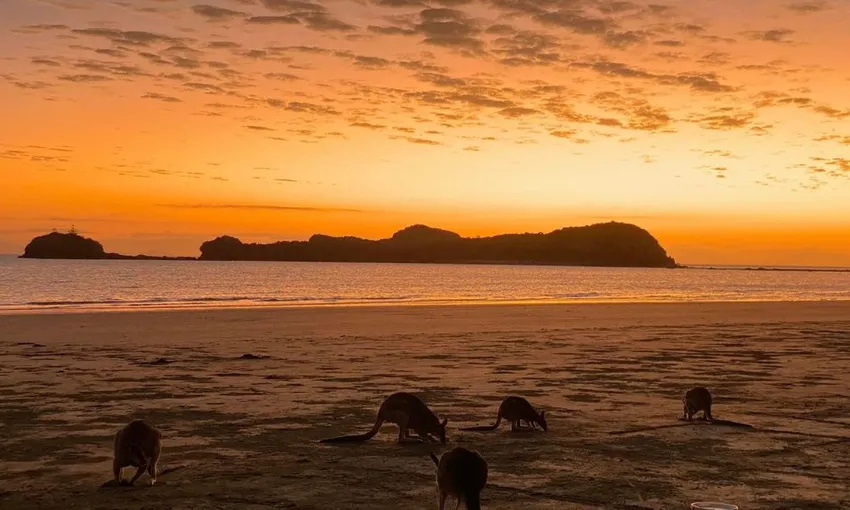 Cape Hillsborough Beach Sunrise with the Wallabies | Experience Oz