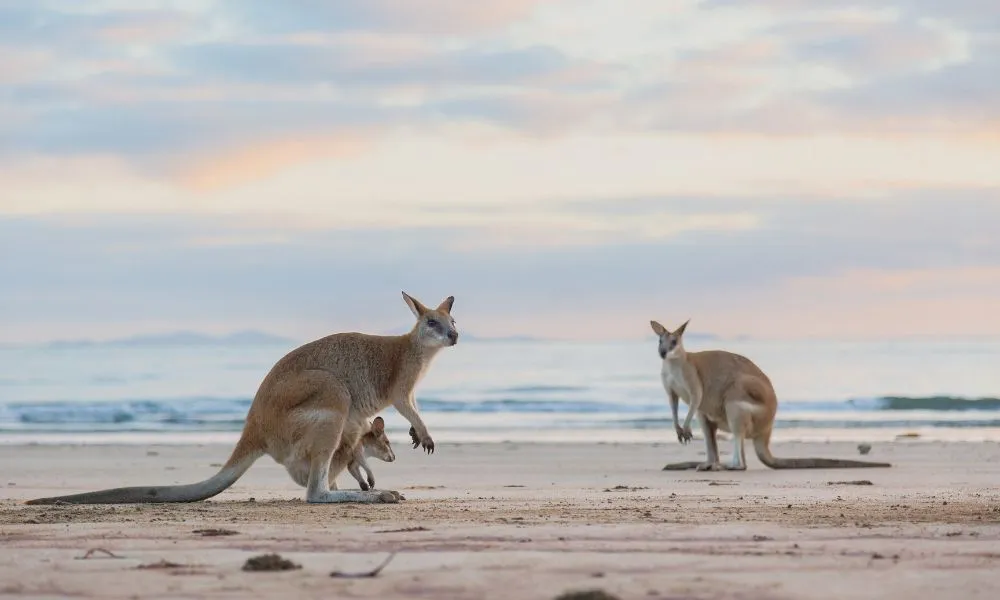 Cape Hillsborough Beach Sunrise with the Wallabies | Experience Oz-4