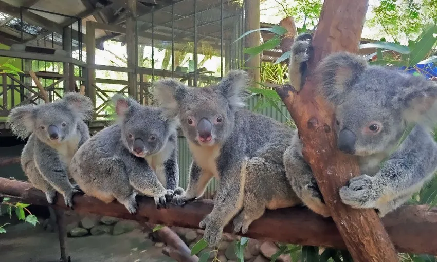 Grand Kuranda Rainforest Full Day Tour From Cairns | Experience Oz