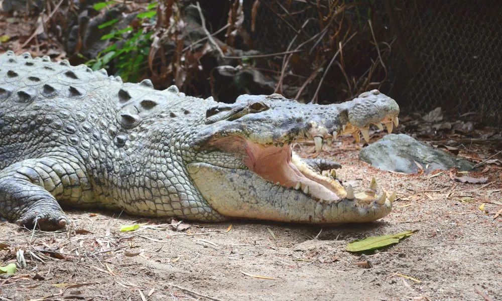 Cape Tribulation, Daintree Rainforest and Wildlife Tour | Experience Oz-5