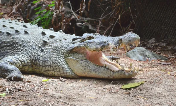 Cape Tribulation, Daintree Rainforest and Wildlife Tour from Cairns, Palm Cove and Port Douglas