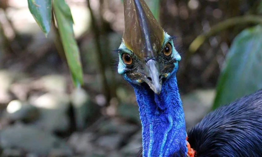 Cape Tribulation, Daintree Rainforest and Wildlife Tour | Experience Oz