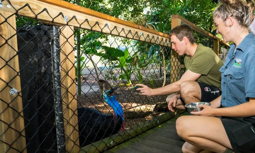 Cape Tribulation, Daintree Rainforest and Wildlife Tour | Experience Oz