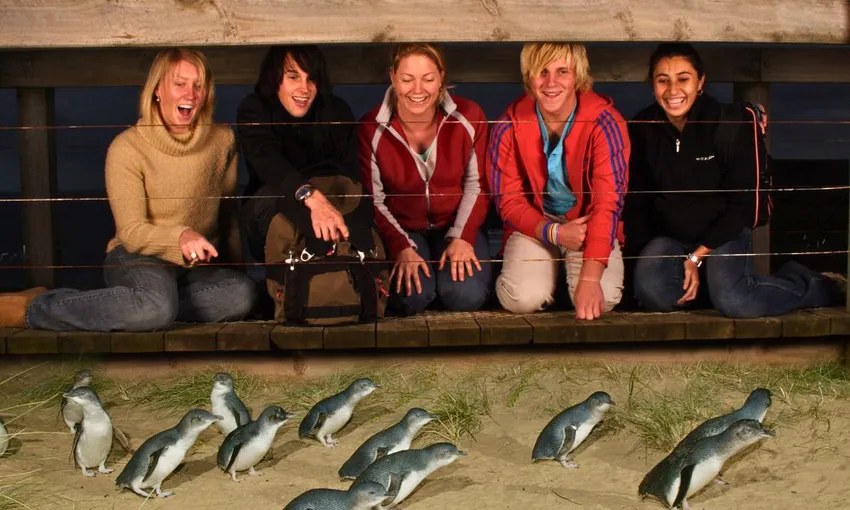 Phillip Island Express Tour From Melbourne  | Experience Oz Local Agent