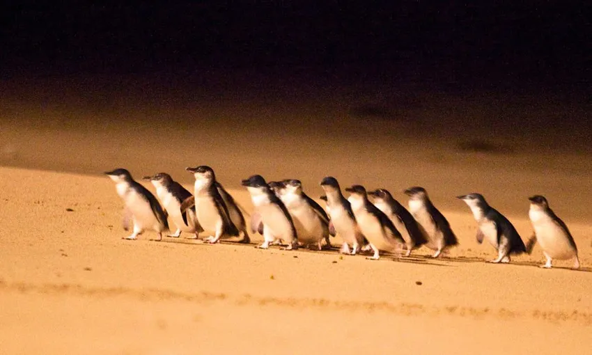 Phillip Island Express Tour From Melbourne  | Experience Oz Local Agent