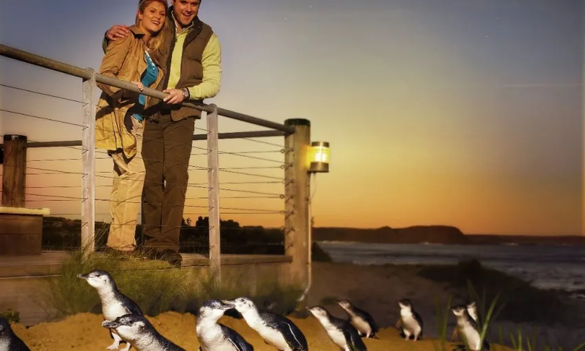 Phillip Island Express Tour From Melbourne  | Experience Oz Local Agent