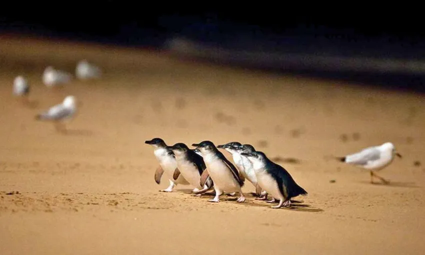 Phillip Island Express Tour From Melbourne  | Experience Oz Local Agent