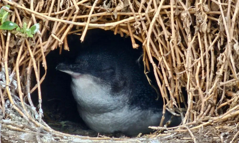 Phillip Island Express Tour From Melbourne  | Experience Oz Local Agent-7