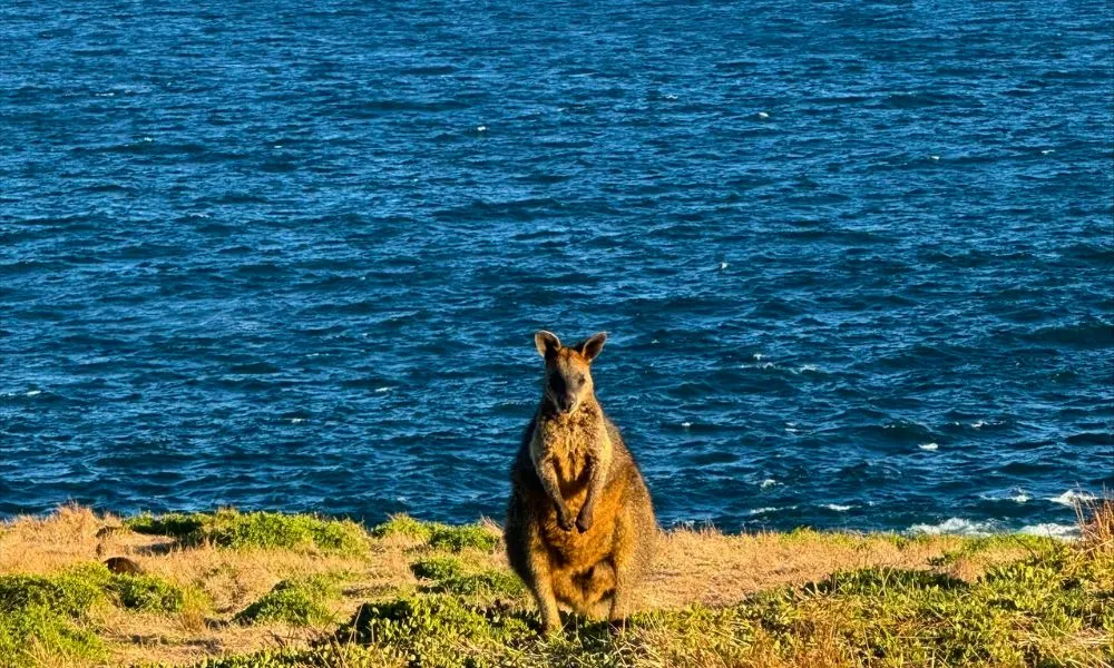 Phillip Island Express Tour From Melbourne  | Experience Oz Local Agent-10