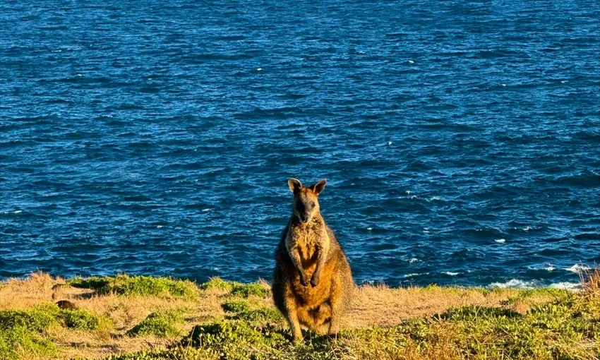 Phillip Island Express Tour From Melbourne  | Experience Oz Local Agent