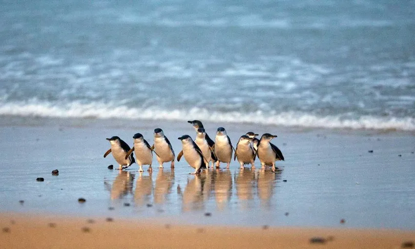 Phillip Island Express Tour From Melbourne  | Experience Oz Local Agent