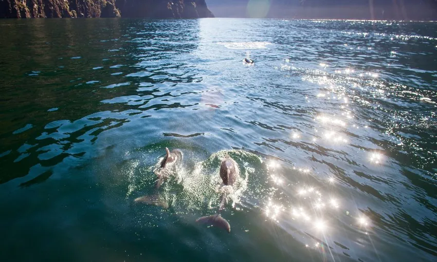 Milford Sound Fly + Cruise + Fly Package from Queenstown | Experience Oz