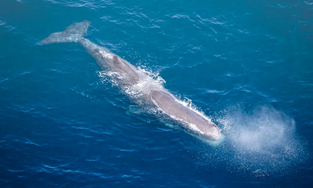 30 Minute Kaikoura Whale Watch Seaplane Flight-2