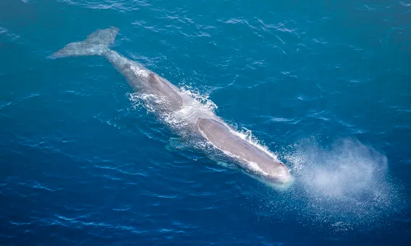30 Minute Kaikoura Whale Watch Seaplane Flight