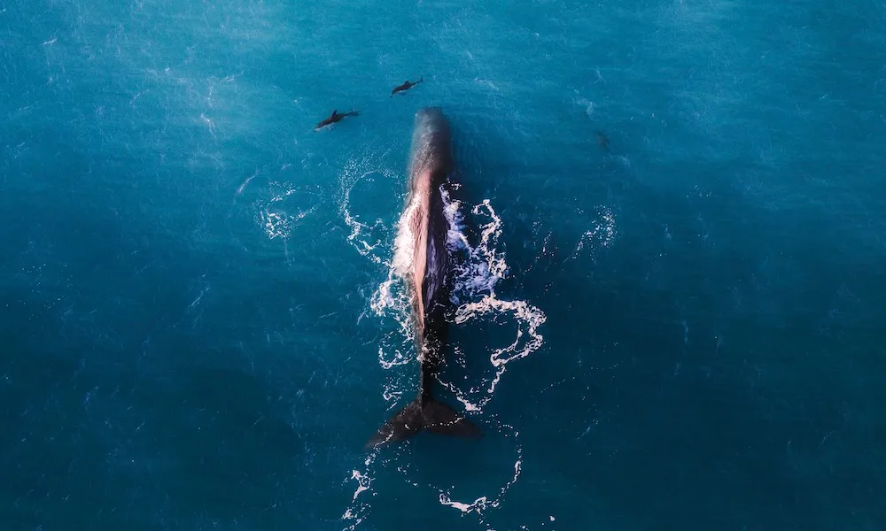 30 Minute Kaikoura Whale Watch Seaplane Flight-4