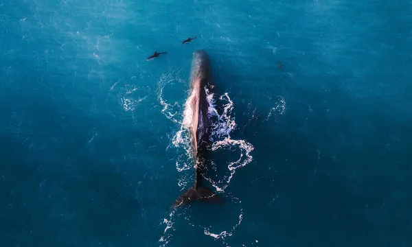 30 Minute Kaikoura Whale Watch Seaplane Flight