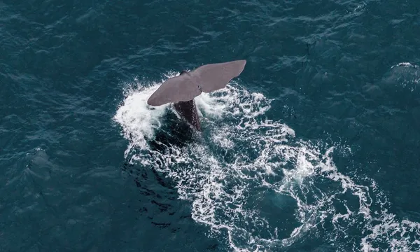 30 Minute Kaikoura Whale Watch Seaplane Flight