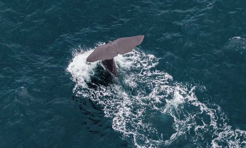 30 Minute Kaikoura Whale Watch Seaplane Flight