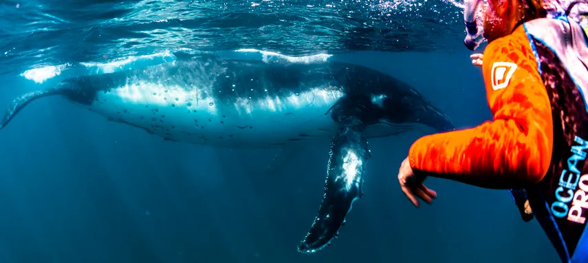 Ningaloo Humpback Whale Swim on a Powerboat