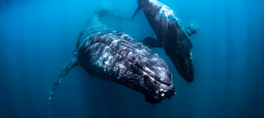 Ningaloo Humpback Whale Swim on a Powerboat