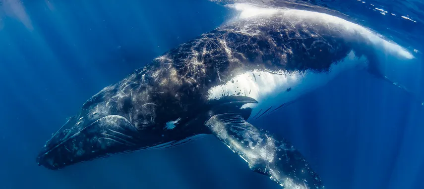 Ningaloo Humpback Whale Swim on a Powerboat