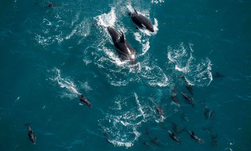 Kaikoura Ultimate Adventure Helicopter Flight | Experience Oz