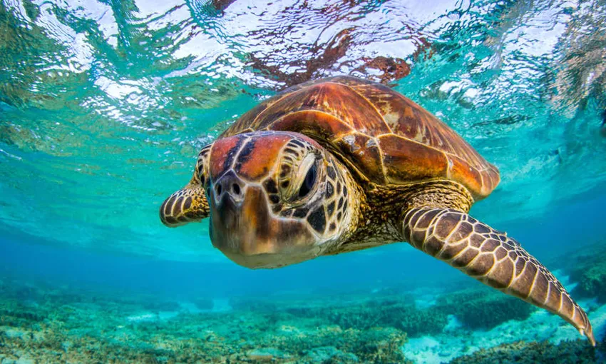 Lady Elliot Island Day Tour from the Gold Coast