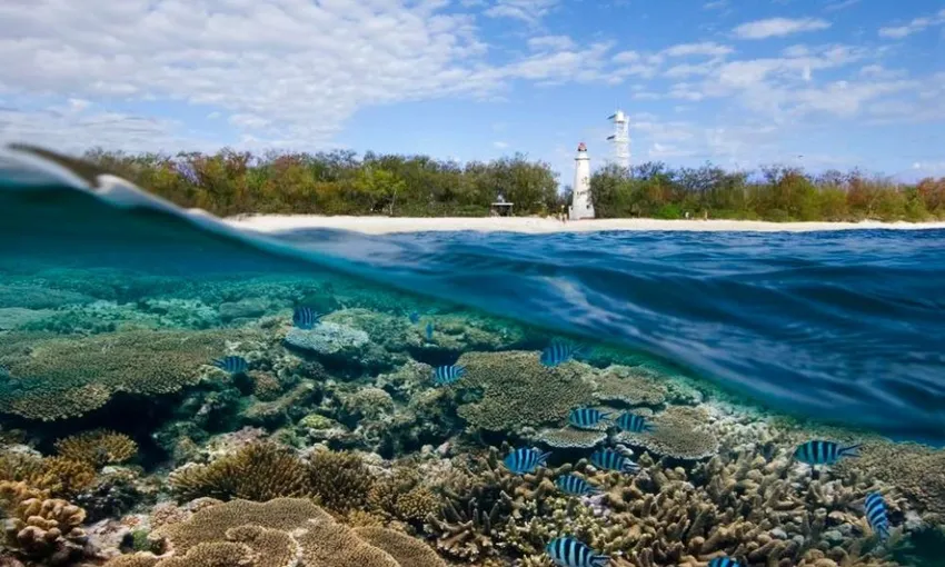 Lady Elliot Island Day Tour from the Gold Coast