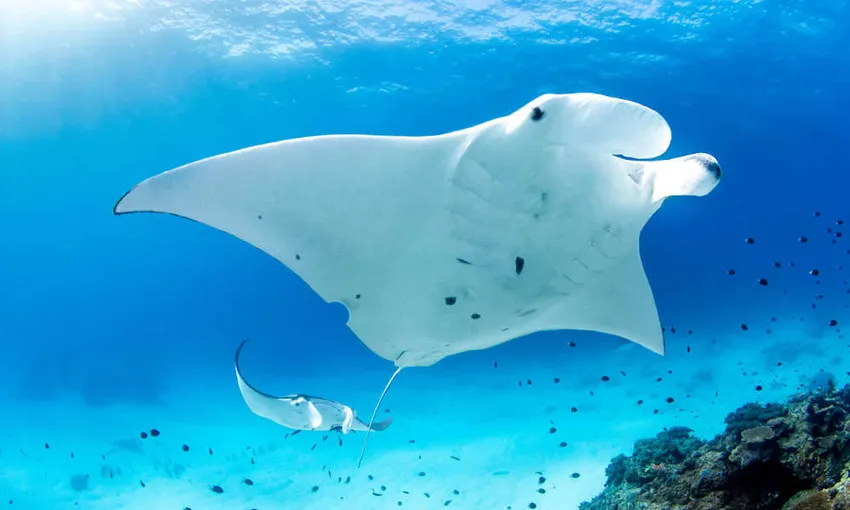 Lady Elliot Island Day Tour from the Gold Coast