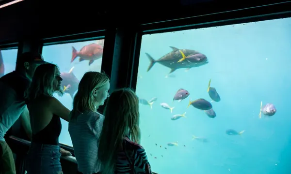 Great Barrier Reef Cruise to Reef Magic Pontoon