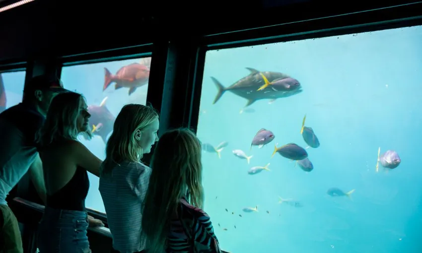 Great Barrier Reef Cruise to Reef Magic Pontoon | Experience Oz