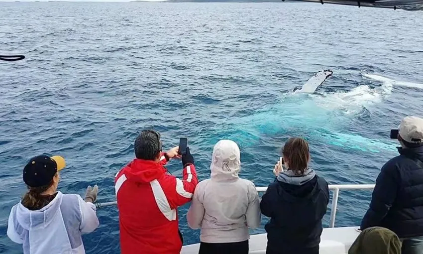 Augusta Margaret River Whale Watching -Book Now | Experience Oz
