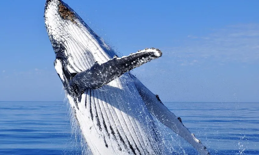 Augusta Margaret River Whale Watching -Book Now | Experience Oz