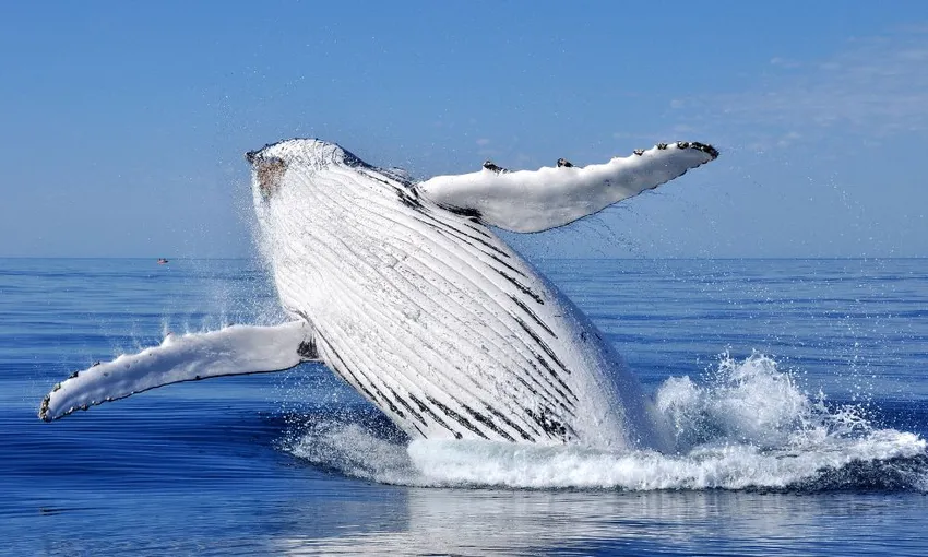Augusta Margaret River Whale Watching -Book Now | Experience Oz