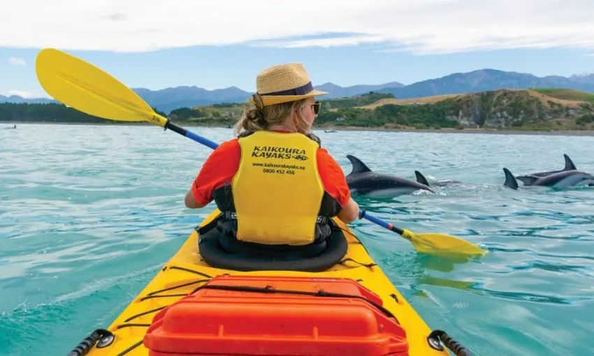 Wildlife Kayaking in Kaikoura Tour - Book Now | Experience Oz