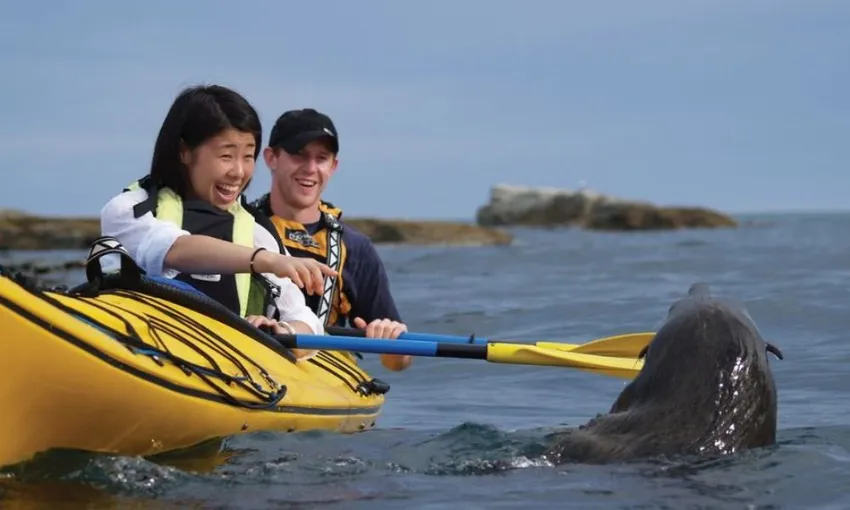 Wildlife Kayaking in Kaikoura Tour - Book Now | Experience Oz