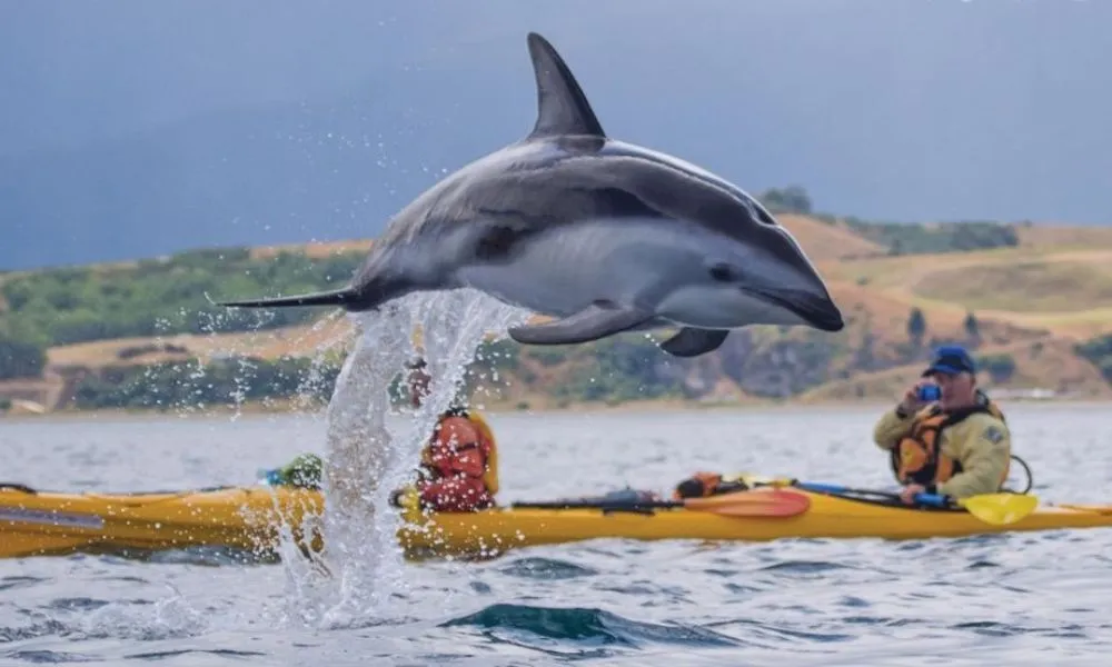 Wildlife Kayaking in Kaikoura Tour - Book Now | Experience Oz-4
