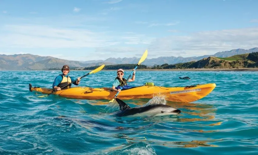 Wildlife Kayaking in Kaikoura Tour - Book Now | Experience Oz