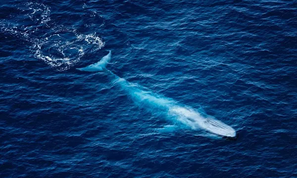 Kaikoura Premier Whale Watching Helicopter Flight - 1 Hour