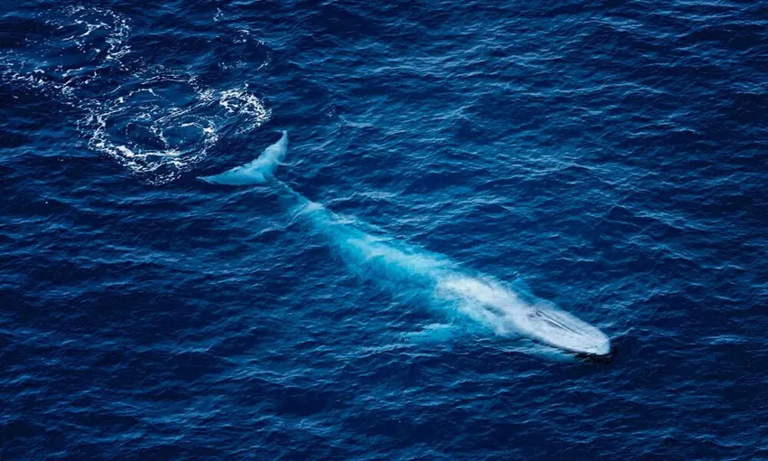 Kaikoura Premier Whale Watching Helicopter Flight | Experience Oz