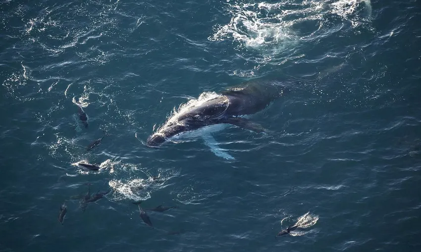Kaikoura Premier Whale Watching Helicopter Flight | Experience Oz